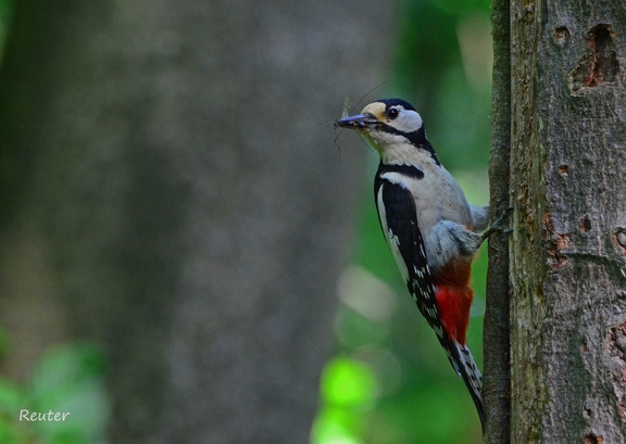 Buntspecht (Dendrocopos major)